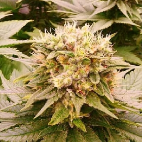 Harlequeen THC Free > World of Seeds