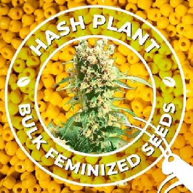 Hash Plant > Bulk Seeds