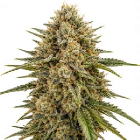Headbanger x K-Mintz > Ripper Seeds