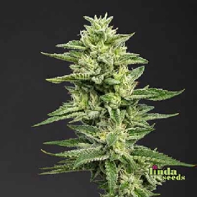 Hollands Dope (F1 Fast Flowering) > Linda Seeds