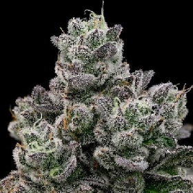 Hollywood Rain > Anesia Seeds