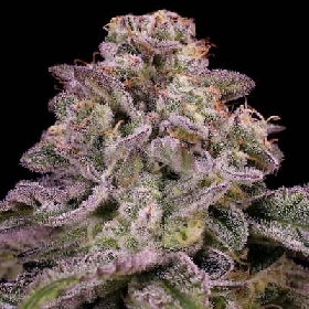 Auto Hollywood Rain > Anesia Seeds