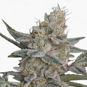 Honey Dipper > Green House Seed Company