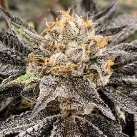 Hood Lemon Drops > Elev8 Seeds