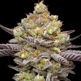 Hyper ZA > Humboldt Seed Company