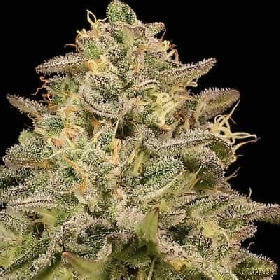 Iced Lemon Watermelon > Anesia Seeds