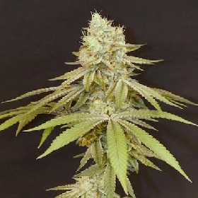 Izozki Boom > Bask Triangle Farms