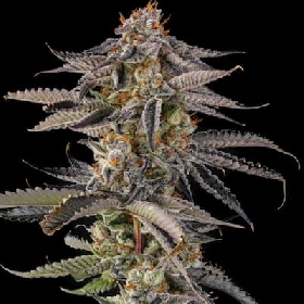 JAHrassic > Compound Genetics Seeds