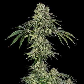 Jamaican Mountain > Silent Seeds