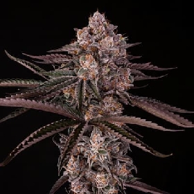 Jamaican Sunset > Silent Seeds
