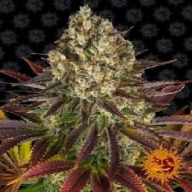 Jelly Cake > Barney's Farm