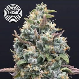 Jelly Mints > Enigma Genetics