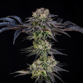 Julian Marley Special > Silent Seeds
