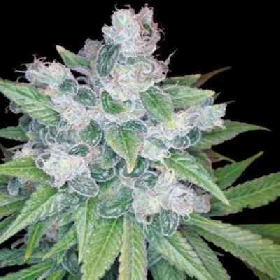Kandy Kush > Reserva Privada
