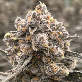 Kilombo > Bask Triangle Farms