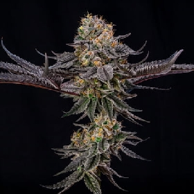 King of Kings > Silent Seeds