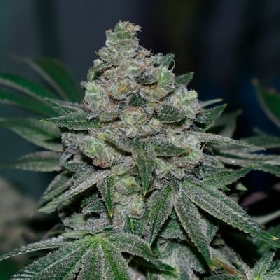 Klementine > R-Kiem Seeds