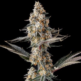 La Llorona > Compound Genetics Seeds