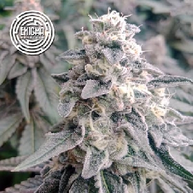 L.A. Wedding Pop > Enigma Genetics