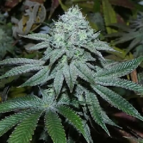 Lamia > Bask Triangle Farms