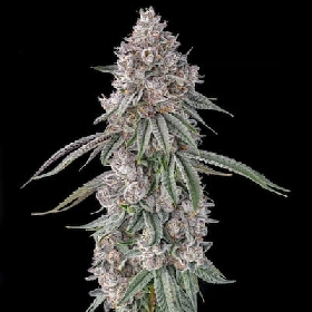 Lemon Chain > Compound Genetics