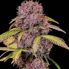 Lemon Cherry Cookies Auto > Barneys Farm