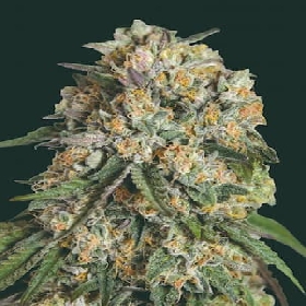 Lemon Cherry Gelato > 00 Seeds