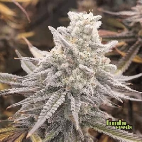 Lemon Cherry Gelato > Linda Seeds