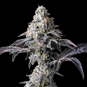 Lemon Cherry Gelato x Triple Scoop > Cookies Seedbank