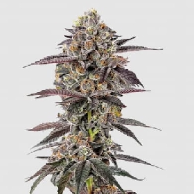 Lemon Cherry Mochi Auto > Growers Choice