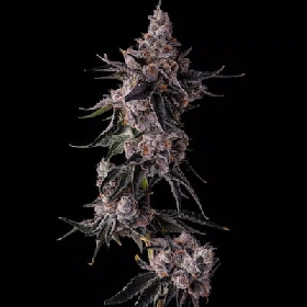 Lemon Cherry Pavé > Compound Genetics Seeds