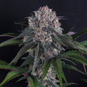 Lemon Cherry Sundae Auto > Fast Buds Company