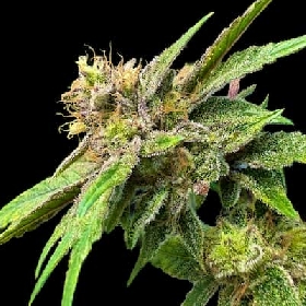 Lemon Strawberry Bomb > Elev8 Seeds