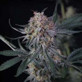 Lemon Tree Auto > Fast Buds Company