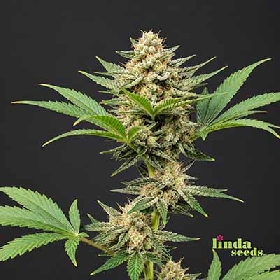 Lemon Tree > Linda Seeds