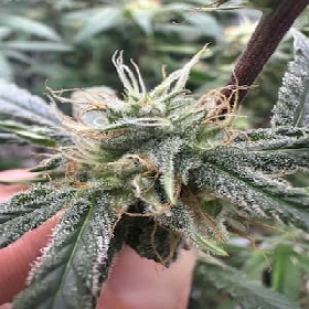 Lemon Tree S1 > Elev8 Seeds