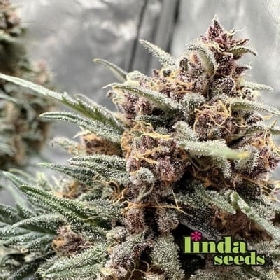 Auto Purple Kush > Linda Seeds