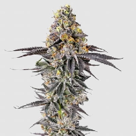 Lobster Butter Auto > Growers Choice