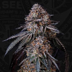 London Bubbly > T.H.Seeds