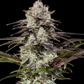 London Pound Cake Auto > Barneys Farm