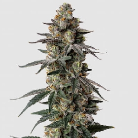 Mac 1 Auto > Growers Choice