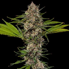 MAC 1 > Barney’s Farm