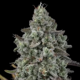 Madonna Triploid > Seed Stockers