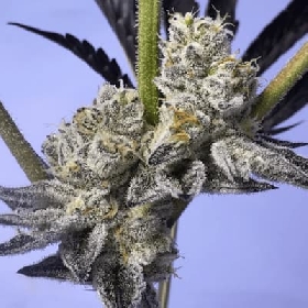 Mane Squeeze > Elev8 Seeds