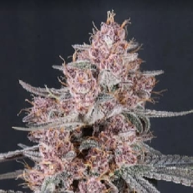 Mango Cherry Runtz Auto > Fast Buds Company