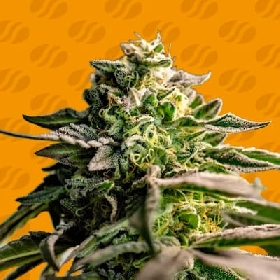 Mango Crack > Original Sensible Seeds