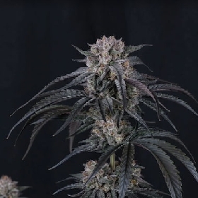 Mango Frost Auto > Fast Buds Company
