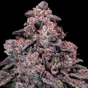 Mangosteen Glitch Auto > Anesia Seeds