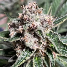 Mars Mellow > Ministry of Cannabis