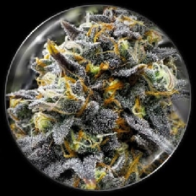 Medical Donuts > Medical Seeds